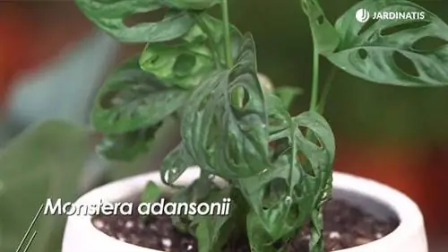 Monkey Monstera, швейцарский сыроваренный завод Monkey Monstera, швейцарский сыроваренный завод
