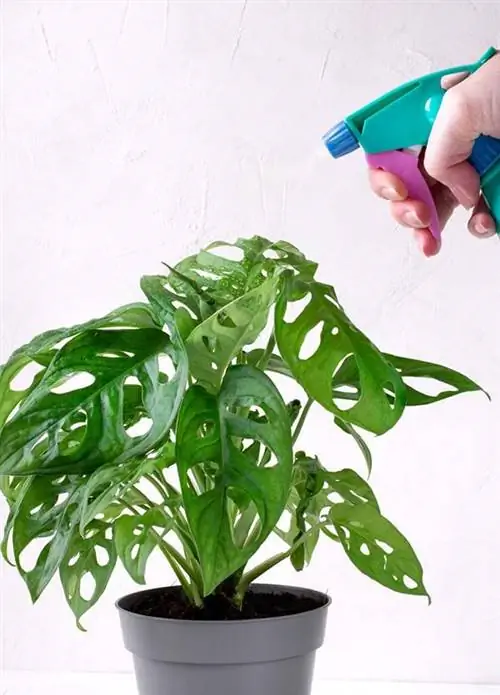 Опрыскивание растения Monkey Monstera Опрыскивание растения Monkey Monstera