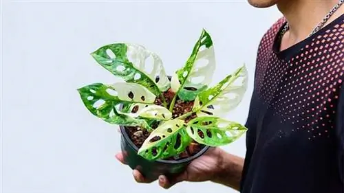Monstera adansonii гигантская белая пестрая Monstera adansonii гигантская белая пестрая