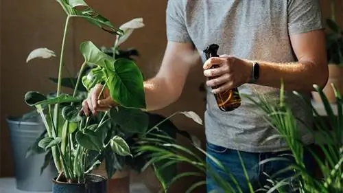 Какие сорта комнатных растений выбрать для дома? Какие сорта комнатных растений выбрать для дома?