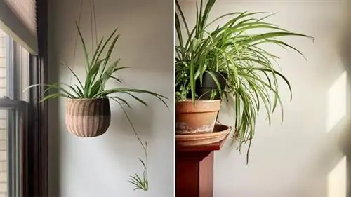 Chlorophytum comosum в общежитии Chlorophytum comosum в общежитии