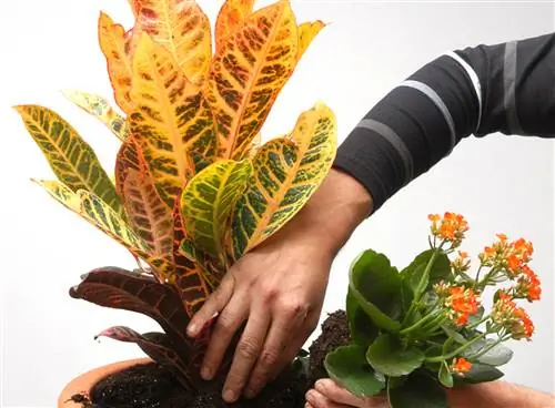 Апельсиновые композиции с кротоном и хлорофитумом Green Orange (лента) Апельсиновые композиции с кротоном и хлорофитумом Green Orange (лента)