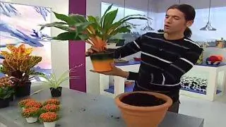 Хлорофитум Зеленый Оранжевый Хлорофитум Зеленый Оранжевый
