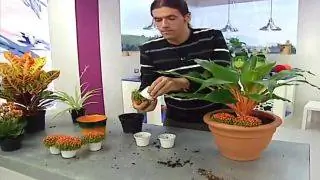 оранжевая лента оранжевая лента