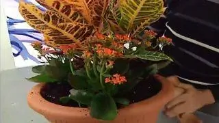 Композиция с кротоном Композиция с кротоном
