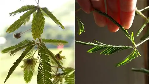 чувствительная мимоза чувствительная мимоза