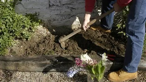 Посадка у фасада гиацинтов, агапантуса и цеанотуса тирсифлоруса ползучего (Ceanoto)