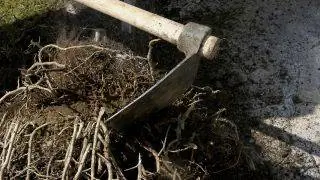 пересадка пальмы в горшке пересадка пальмы в горшке