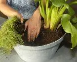 Композиции с каллами или кувшинками Композиции с каллами или кувшинками