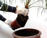 Композиция с пальмой Робелен, геранью и петунией Композиция с пальмой Робелен, геранью и петунией