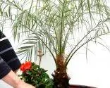 Композиция с пальмой Робелен, геранью и петунией Композиция с пальмой Робелен, геранью и петунией