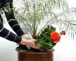 Композиция с пальмой Робелен, геранью и петунией Композиция с пальмой Робелен, геранью и петунией