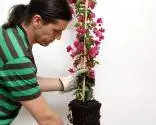 Композиция с бугенвиллеей