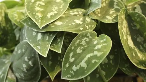 Scindapsus pictus, характеристики и уход