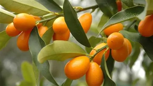 Композиция из кумквата и петуний Композиция из кумквата и петуний