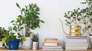 листья фикуса бенджамина листья фикуса бенджамина