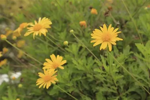 зимние кустарники - Euryops зимние кустарники - Euryops