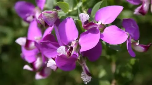 3 цветущих кустарника, которые скрасят зиму
