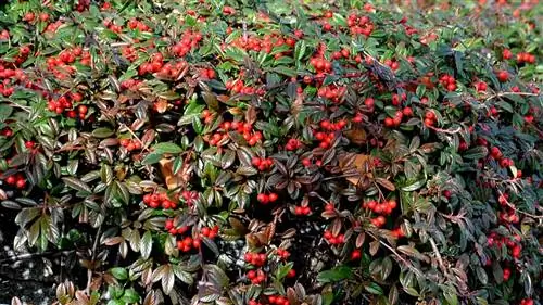 Cotoneaster-salicifolius-характеристика-уход-размножение-jardinatis