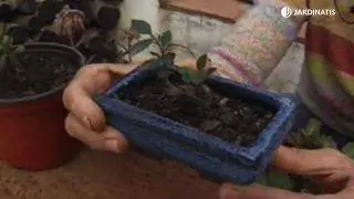 Cotoneaster salicifolius как бонсай