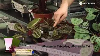 Калатеи и маранты: сорта и контейнерная посадка