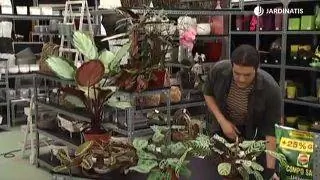 Калатеи и маранты: сорта и контейнерная посадка