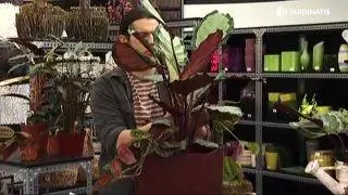 Калатеи и маранты: сорта и контейнерная посадка