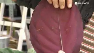 Плантация калатеи и маранты в контейнере