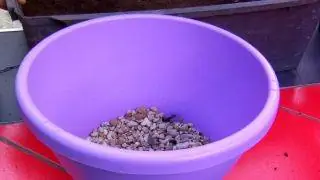 подвесные растения на лето подвесные растения на лето