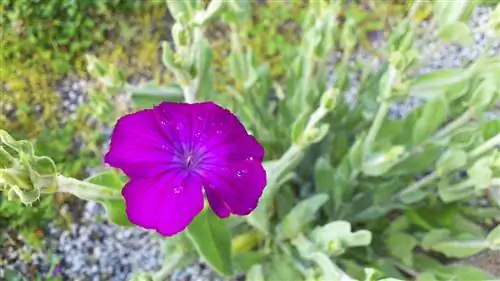 Двулетние растения: Lychnis coronaria и Verbascum thapsus.