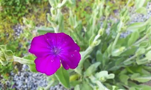 Двулетние растения: Lychnis coronaria и Verbascum thapsus
