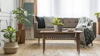 Осенние комнатные растения Осенние комнатные растения