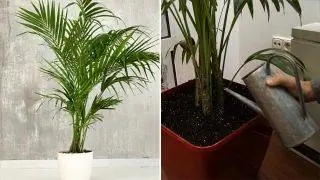 Кентия, растение для офиса Кентия, растение для офиса