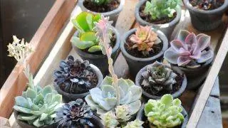 суккуленты суккуленты