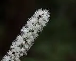 Сад с белыми растениями