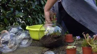 Посадка плотоядных растений в аквариумы - Шаг 2