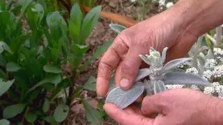Белоцветущие растения для сада - Stachys lanata Белоцветущие растения для сада - Stachys lanata