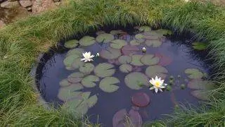 Растения с белыми цветами для сада - Водяная лилия Растения с белыми цветами для сада - Водяная лилия