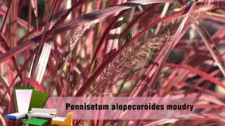 Сад осенью с розовыми лиственными растениями - Pennisetum alopecuroides moudry Сад осенью с розовыми лиственными растениями - Pennisetum alopecuroides moudry
