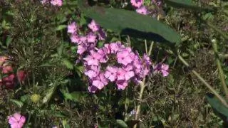 Сад осенью с розовыми лиственными растениями - Phlox paniculata Сад осенью с розовыми лиственными растениями - Phlox paniculata