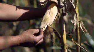 просо и пурпурная кукуруза - початки просо и пурпурная кукуруза - початки