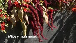 Просо и черная кукуруза - деталь гранатового сада Просо и черная кукуруза - деталь гранатового сада