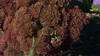 Осенняя клумба с сезонными цветущими растениями - очитком зрелищным