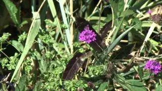 Осенняя клумба с сезонными цветущими растениями - Berbena
