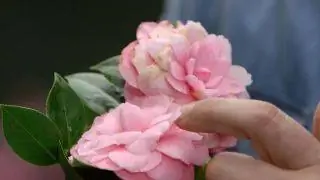 Камелия японская