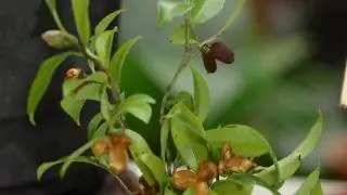 Характеристики Камелии Сасанква