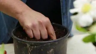 Характеристики Камелии Сасанква