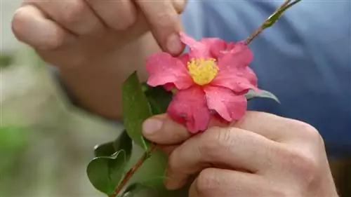 Характеристики Camellia Sasanqua, сорта с осенним цветением