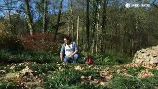 Ophiopogon japonicus и бадан, два почвопокровных растения Ophiopogon japonicus и бадан, два почвопокровных растения