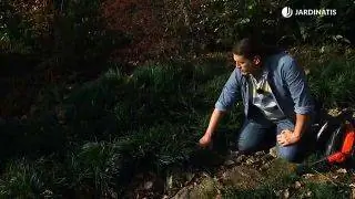 Ophiopogon japonicus и бадан, два почвопокровных растения Ophiopogon japonicus и бадан, два почвопокровных растения